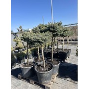 Ялина колюча «Глаука Глобоза» штамб d 50-60 см